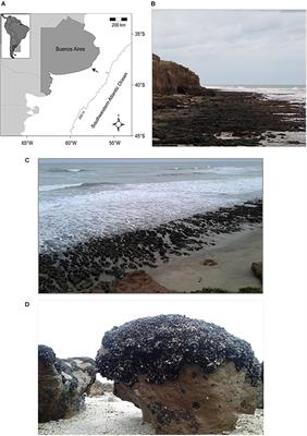 Enhanced Weathering and Erosion of a Cohesive Shore Platform Following the Experimental Removal of Mussels